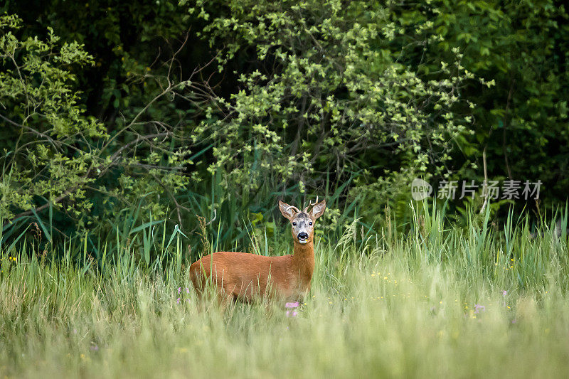 鹿(学名:Capreolus Capreolus)